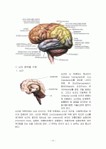 뇌구조, 기능 및 명칭  6페이지
