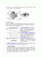 눈의 구조와 기능 및 인공눈의 여러 특성 개발현황 2페이지