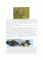 소나무의 역사 형태 및 특성 분포 천적 소나무 활용 7페이지