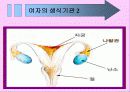 성교육 22페이지