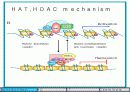 Histone modification 연구의 역사 4페이지