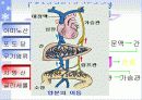 영양소의 흡수 과정과 소장에서의 소화 과정에 대한 이해와 분석 5페이지