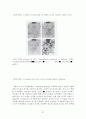 나노(기상반응에서 실리카를 이용한 나노분말 제조 연구)  37페이지