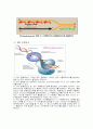 DNA복제와 PCR 23페이지