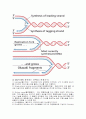 DNA복제와 PCR 27페이지