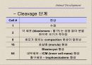 복제양돌리(발생학의 이해와 응용) 10페이지