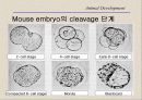 복제양돌리(발생학의 이해와 응용) 11페이지
