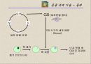 복제양돌리(발생학의 이해와 응용) 27페이지