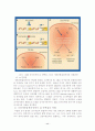 Transcription factor의 종류와 기능 11페이지