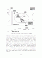 Transcription factor의 종류와 기능 29페이지