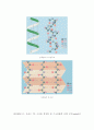 단백질에 대해 8페이지