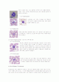 혈액계의 구조와 기능 4페이지