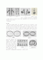 백제의 복식 11페이지