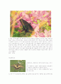  나비의 종류와 특성에 관한 보고서 3페이지