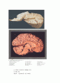 뇌의 구성(중추신경계와 말초신경계) 8페이지
