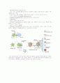 면역학-보체(complement), 과민반응, MHC와 조직이식 20페이지