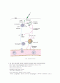 면역학-보체(complement), 과민반응, MHC와 조직이식 30페이지