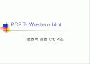 PCR (RT-PCR, Real time PCR)과 Western blot 1페이지