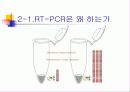 PCR (RT-PCR, Real time PCR)과 Western blot 13페이지