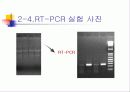 PCR (RT-PCR, Real time PCR)과 Western blot 17페이지
