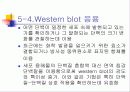 PCR (RT-PCR, Real time PCR)과 Western blot 34페이지