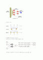 데이터마이닝기법과 신경망 모형 6페이지