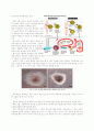 [생명 공학]Stem Cell -줄기세포 3페이지