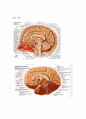 [노화와질병]뇌 9페이지
