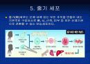 생명공학의 역사와 줄기세포 26페이지