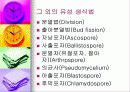 효모의 모든것 (정의,형태,증식법,출아법,기타생식법등 완벽정리) 7페이지