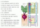 [PPT자료] 식물영양과 물질이동 10페이지