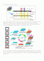 폴리이미드의 기본적 물성과 응용분야 6페이지