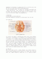 신경계 구조와 기능 6페이지
