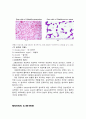 gram staining, acid-fast staining, spore staining 2페이지