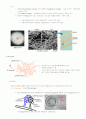 식품미생물학 - 곰팡이 2페이지