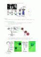 식품미생물학 - 곰팡이 4페이지