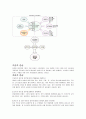 아토피 피부염의 병태생리 3페이지