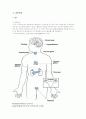 내분비계 1페이지