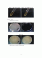 The Hydrolysis of Starch, Casein, Gelatin 13페이지