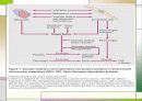 응고장해(Coagulation disorder) 21페이지