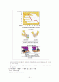 뇌와 신경계-아동발달심리와 교육(A+레포트)★★★★★ 15페이지