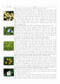 꽃1,2년초화류식물 30가지(사진과 설명) 1페이지