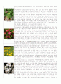 꽃1,2년초화류식물 30가지(사진과 설명) 5페이지