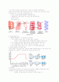 세포 분열을 통한 돌연변이 2페이지