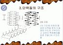 단백질의 기능과 종류 및 운동 11페이지