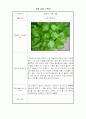 가정에서 할 수 있는 식물 재배 - 상추 재배 일지 9페이지