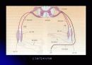 신경 구조 및 운동 20페이지