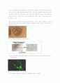  줄기세포에 관해서 5페이지