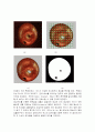 사과의 결점판정 선별시스템 개발을 위한 영상처리프로그램 및 알고리즘 개발 6페이지