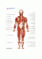 인체골격계 4페이지